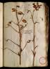  Fol. 32 

Martagon aliud. Hemerocallis flore rubello Lobelij